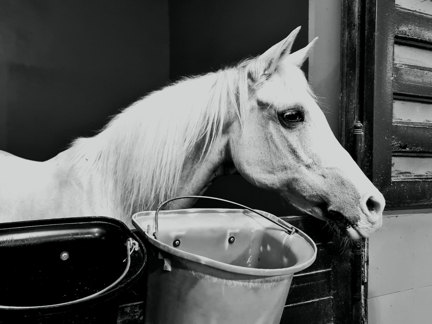 horse in stall with bucket